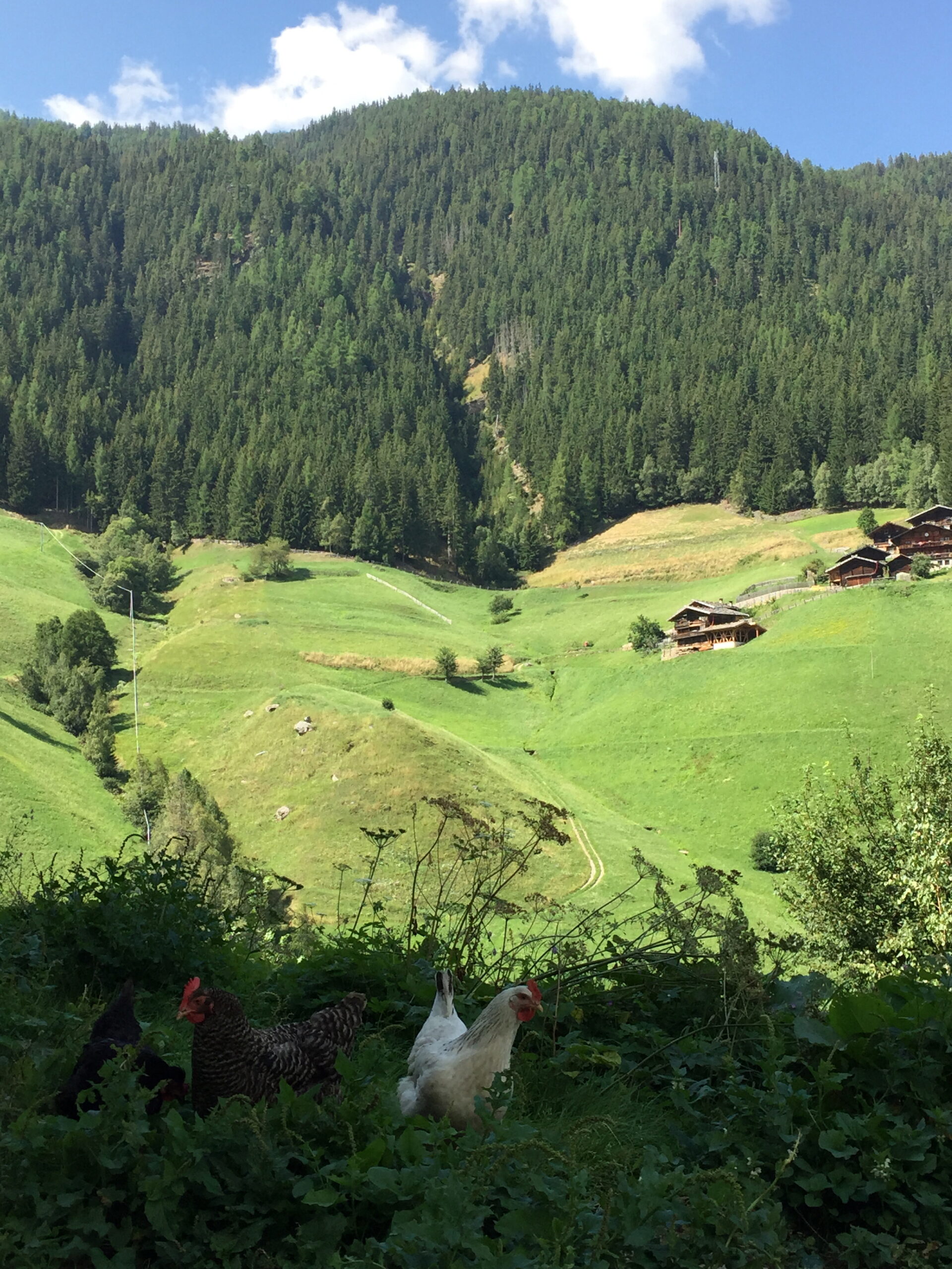 Blick vom Falschauerhof in Ulten bei Meran
